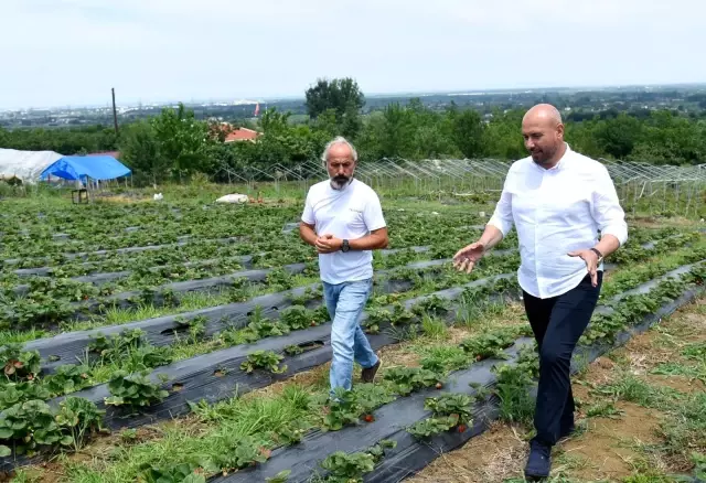 45 metrekare alanda başladıkları çilek üretimini 20 bin metrekareye çıkardılar