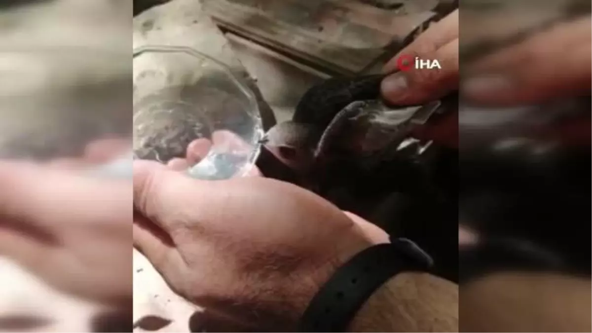 Bahçesi'nde bulduğu ebabil kuşuna su verdikten sonra doğaya bıraktı