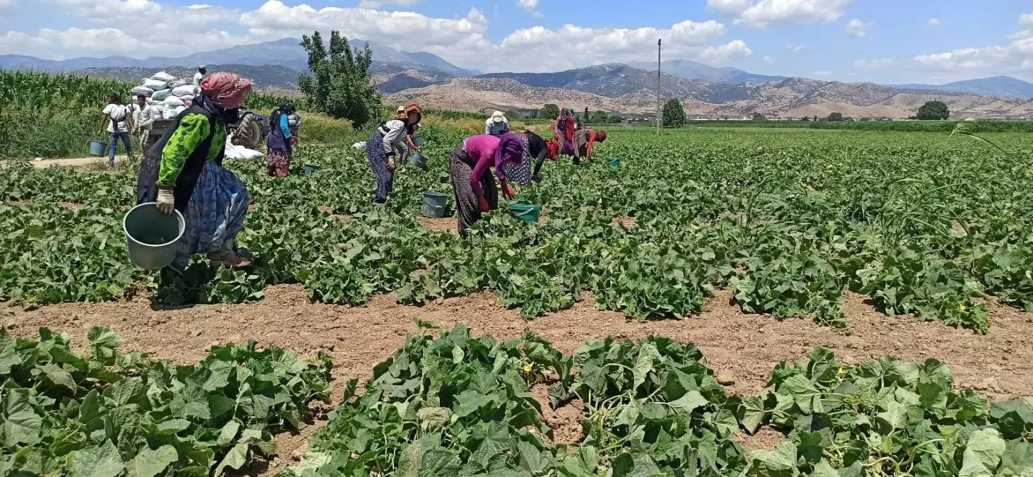Güneydoğu'dan Ege'ye mevsimlik tarım işçileri ekmeğinin peşinde