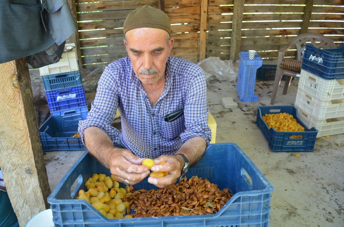 Kayısıda patik dönemi başladı