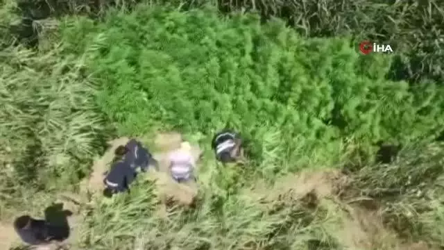 Kiraladığı mısır tarlasına kenevir ekmiş Kiraladığı mısır tarlasına kenevir ekmiş