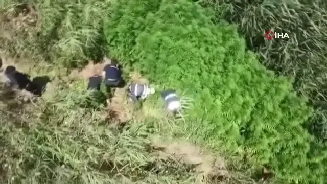 Kiraladığı mısır tarlasına kenevir ekmiş