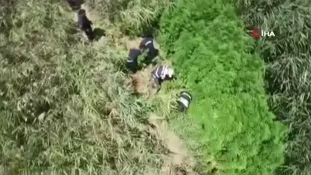 Kiraladığı mısır tarlasına kenevir ekmiş