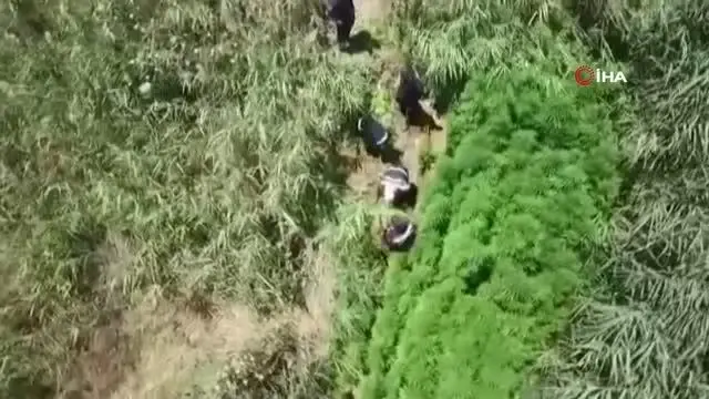 Kiraladığı mısır tarlasına kenevir ekmiş
