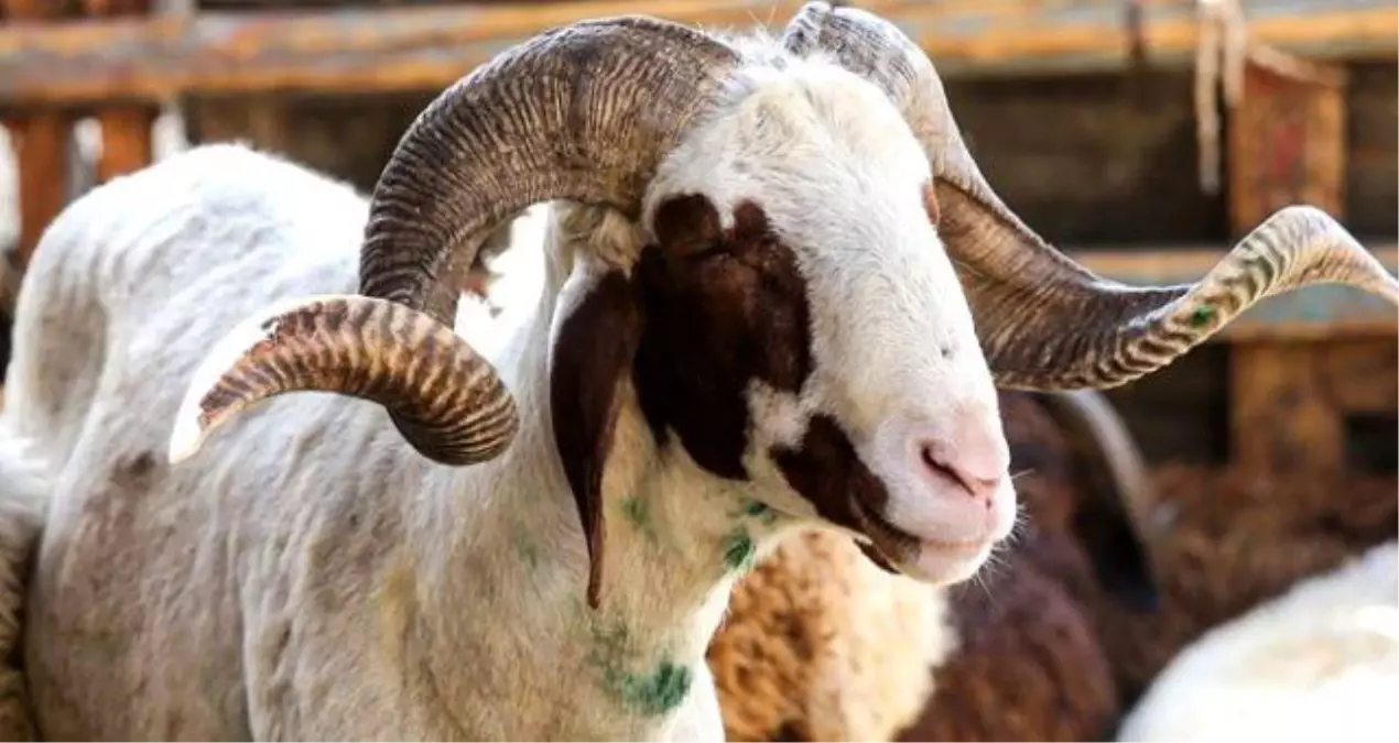 Kurban kimlere farz, kimlere vacip, kimlere sünnet? Kurban kesmek kimlere farz olur? Kurban kesimi kimlere vacip olur?