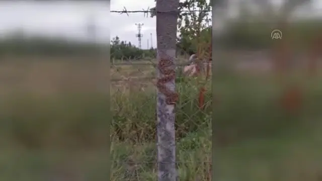 Tel örgülere sıkışan engereği zabıta ekibi kurtardı Tel örgülere sıkışan engereği zabıta ekibi kurtardı