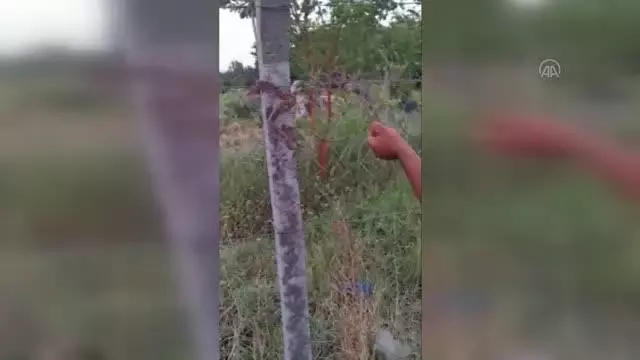 Tel örgülere sıkışan engereği zabıta ekibi kurtardı