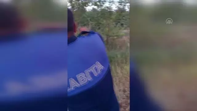 Tel örgülere sıkışan engereği zabıta ekibi kurtardı