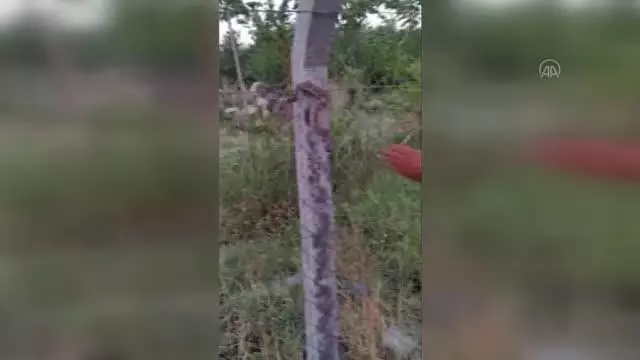 Tel örgülere sıkışan engereği zabıta ekibi kurtardı