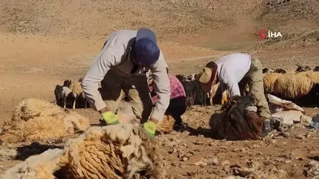 Van'da koyunların kırpma zamanı başladı