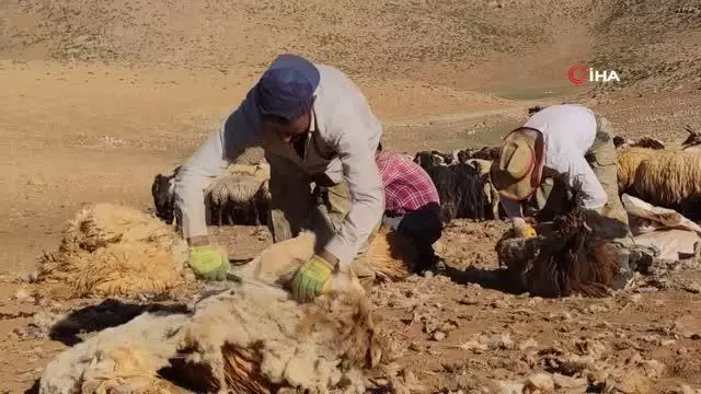 Van'da koyunların kırpma zamanı başladı