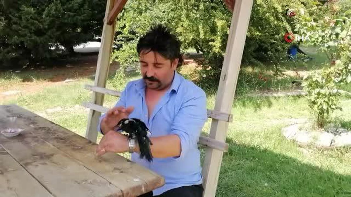 Yaralı yavru saksağanı iyileştirip eğitti