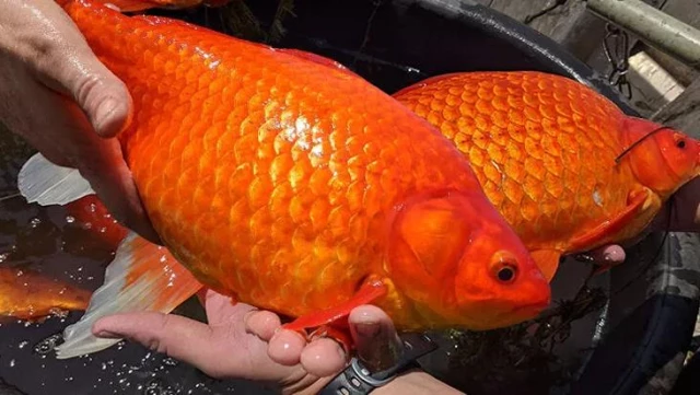 ABD'de göletlere bırakılan Japon balıkları istilacı türlere dönüştü! Sosyal medyada uyarı yaptılar
