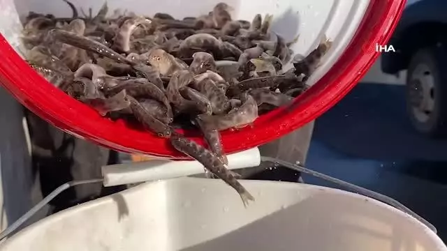 ABD'de göllere havadan binlerce balık bırakıldı