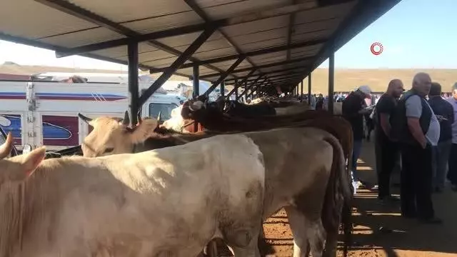 Bayburt'ta kurban pazarında hareketlilik arttı