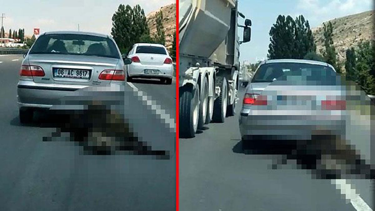 İnsanların içini sızlatan görüntü! Ölü ineği arabasıyla sürükleyen şahıs, cezasız kalmadı