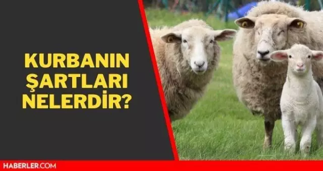 Kurbanın geçerlilik şartları nelerdir? Kurbanın şartları nelerdir? Kurban kesmenin şartları nelerdir? Kurban kesmek farz mı?