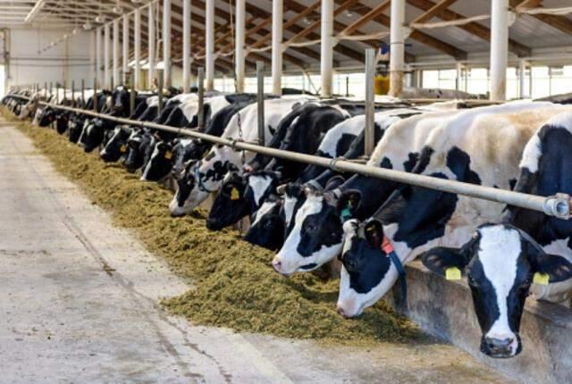 Rüyada kurban kesmek ne demek? Rüyada kurban eti görmek ne anlama gelir?