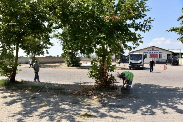 Salihli Hayvan Pazarı Kurban Bayramına hazır