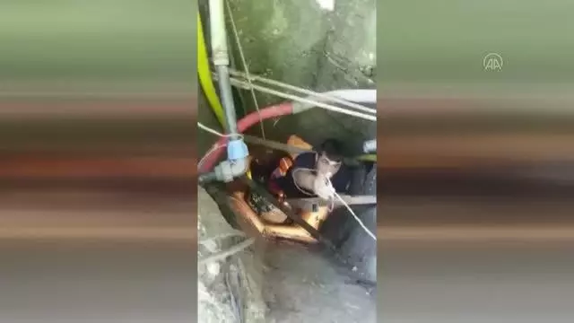 Su kuyusuna düşen yavru kedi kurtarıldı