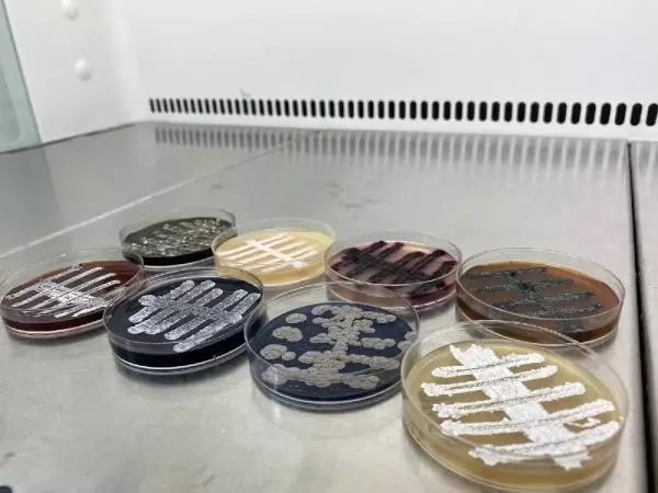 TÜRK BİLİM ADAMLARI, 6 ÜLKEDE 60 YENİ TÜR BAKTERİ KEŞFETTİ TÜRK BİLİM ADAMLARI, 6 ÜLKEDE 60 YENİ TÜR BAKTERİ KEŞFETTİ