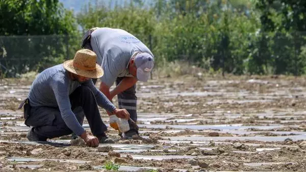 YOK OLMA TEHLİKESİ YAŞAYAN 'ÇANDIR FASULYESİ'NİN ÜRETİMİ 15 KAT ARTTI
