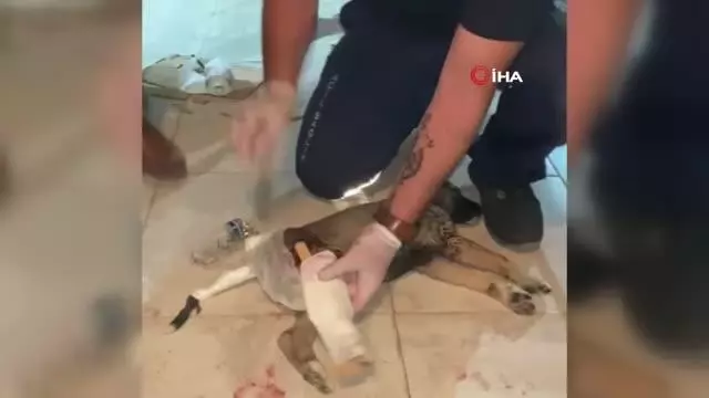 (AFYONKARAHİSAR)112 Acil Servis ekipleri bu sefer de bir köpeğin hayatını kurtardı