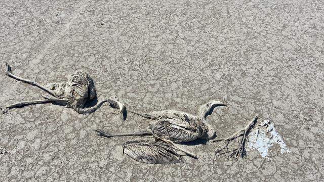 Binlerce flamingo yavrusunun öldüğü Tuz Gölü için Valilik harekete geçti