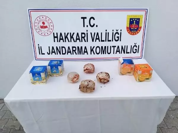 Hakkari'de kargo aracında 2 kilo eroin ele geçirildi