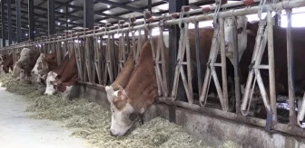 Hayvan hastalıklarından temiz olduğunu ispatlayan süt üretim tesisine arilik sertifikası verildi