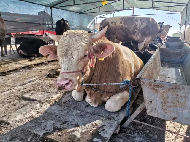 kayseri nin en buyuk kurban pazari musterilerini bekliyor