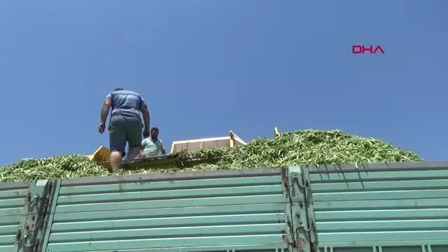 MAKİNE İLE FASULYE HASADI, TASARRUF SAĞLIYOR MAKİNE İLE FASULYE HASADI, TASARRUF SAĞLIYOR