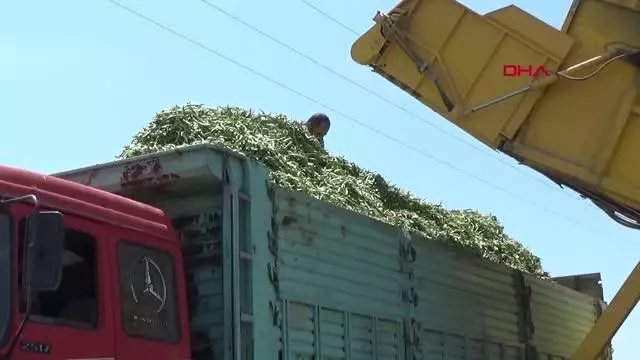 MAKİNE İLE FASULYE HASADI, TASARRUF SAĞLIYOR