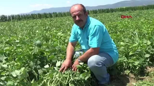 MAKİNE İLE FASULYE HASADI, TASARRUF SAĞLIYOR