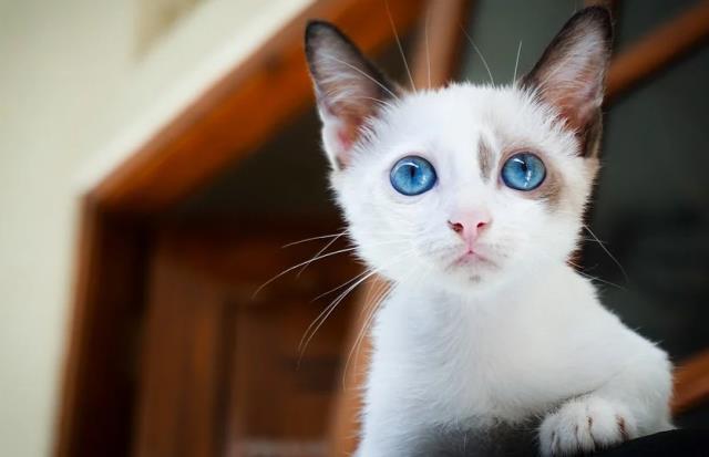 Ruyada Kedi Saldirmasi Ne Anlama Gelir Ruyada Kedi Isirmasi Nedir Ruyada Kedinin Saldirmasi Ne Demek Haberler
