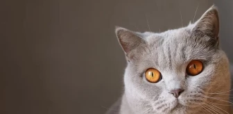 Ruyada Kedi Saldirmasi Ne Anlama Gelir Ruyada Kedi Isirmasi Nedir Ruyada Kedinin Saldirmasi Ne Demek