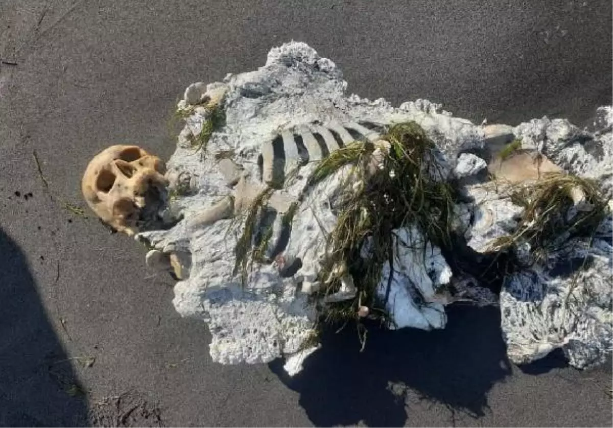 Samsun'da kıyıya vuran iskelete inceleme