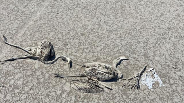 Son Dakika: Bakan Pakdemirli'den Tuz Gölü'nde ölen flamingolarla ilgili açıklama: Hazırlanan ilk rapora göre herhangi bir zehirlenme yok