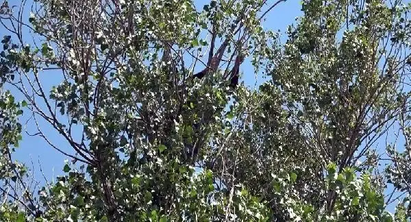 Son dakika haberi... UÇURTMA İPİNE DOLANAN MARTIYI İTFAİYE KURTARDI