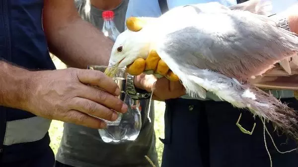 Son dakika haberi... UÇURTMA İPİNE DOLANAN MARTIYI İTFAİYE KURTARDI