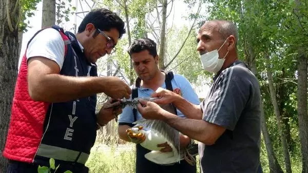 Son dakika haberi... UÇURTMA İPİNE DOLANAN MARTIYI İTFAİYE KURTARDI
