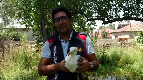 Son dakika haberi... UÇURTMA İPİNE DOLANAN MARTIYI İTFAİYE KURTARDI