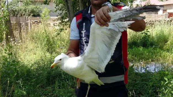 Son dakika haberi... UÇURTMA İPİNE DOLANAN MARTIYI İTFAİYE KURTARDI