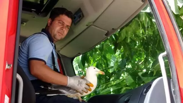 Son dakika haberi... UÇURTMA İPİNE DOLANAN MARTIYI İTFAİYE KURTARDI