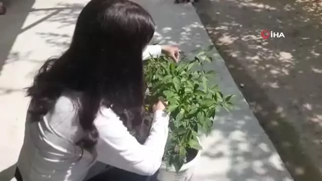Üniversiteli genç kızın çalışmaları sonuç verdi, 'kekik aromalı acı biber yetiştirdi