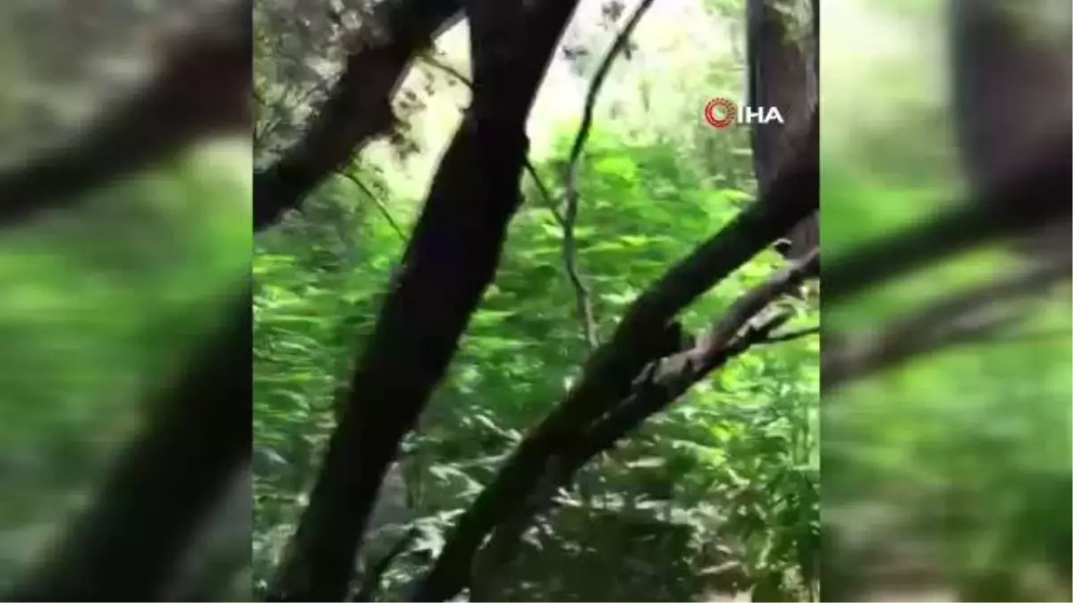 Araziye ektiği kenevirleri sulamaya gelince yakalandı