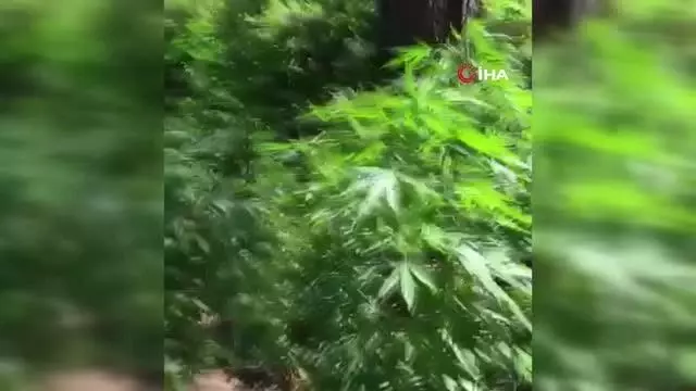 Araziye ektiği kenevirleri sulamaya gelince yakalandı