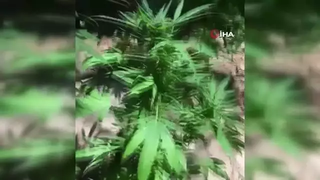 Araziye ektiği kenevirleri sulamaya gelince yakalandı