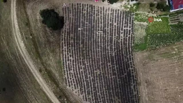 Arkadaşının önerisiyle başladığı lavanta üretiminde günlük 100'ü aşkın misafiri ağırlıyor