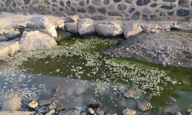 Bingöl'de kuraklık balıkları da vurdu, yüzlercesi telef oldu